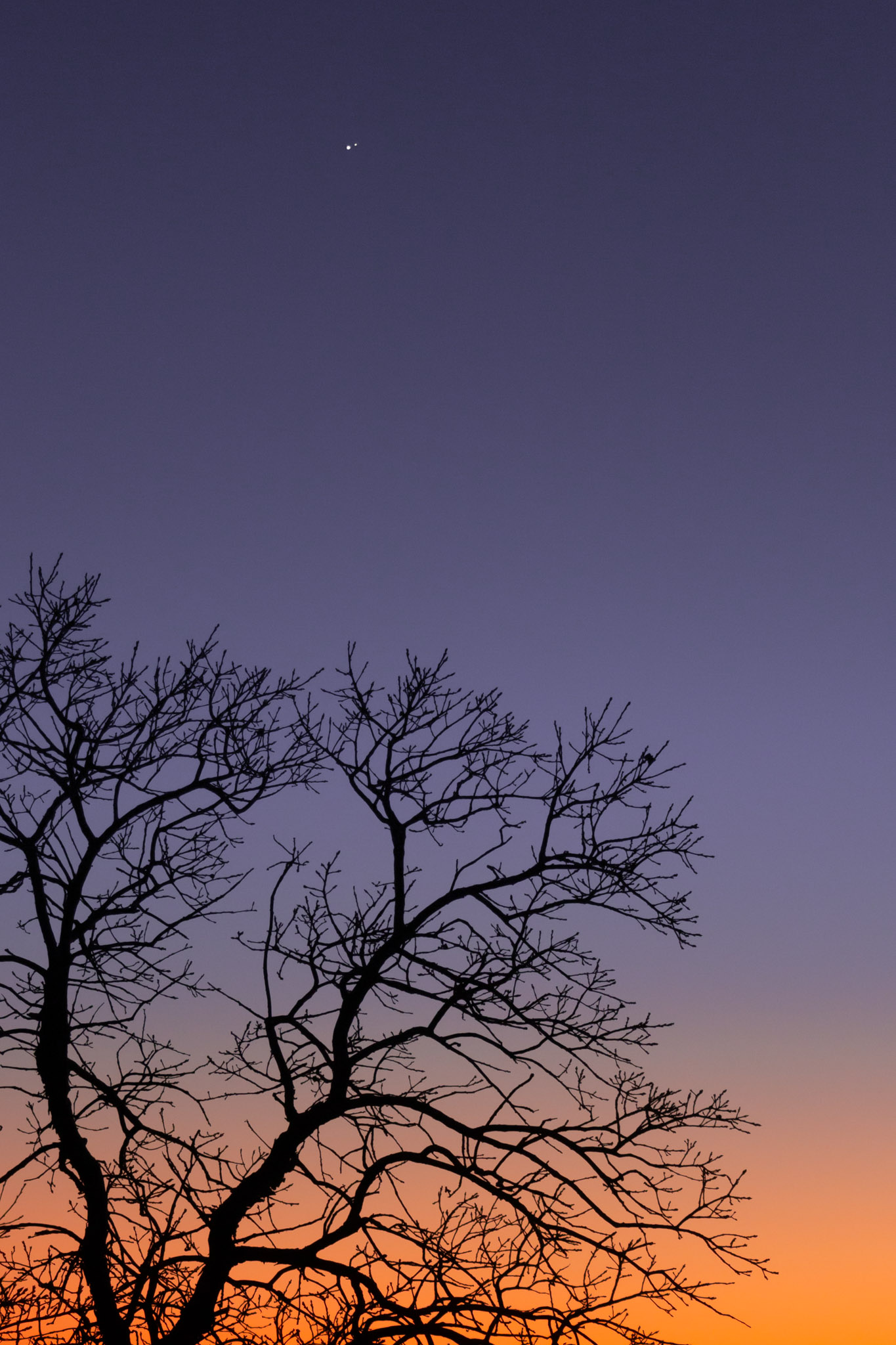 jupiter and venus so close to each other above the sillouette of a tree